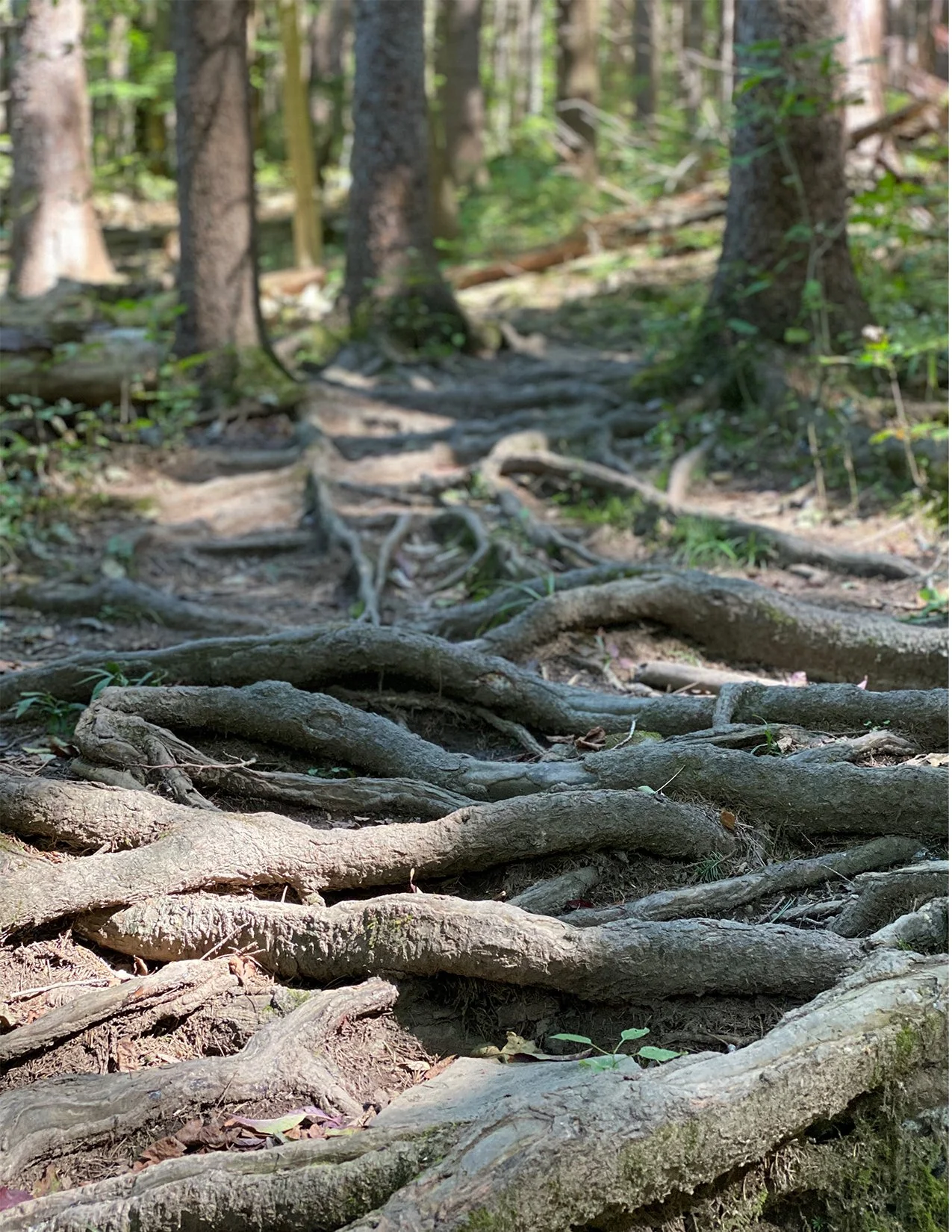 RootCoveredPath_image.jpg