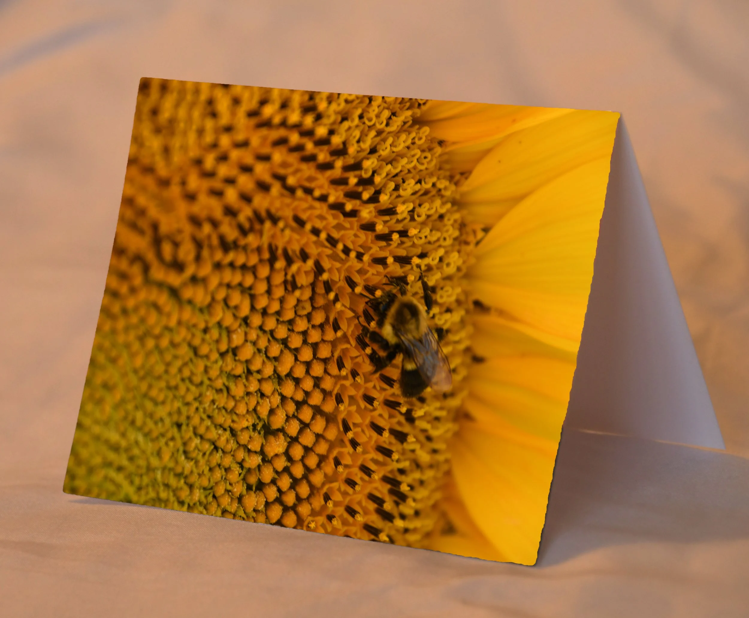 BeeOnSunflower_placed.jpg