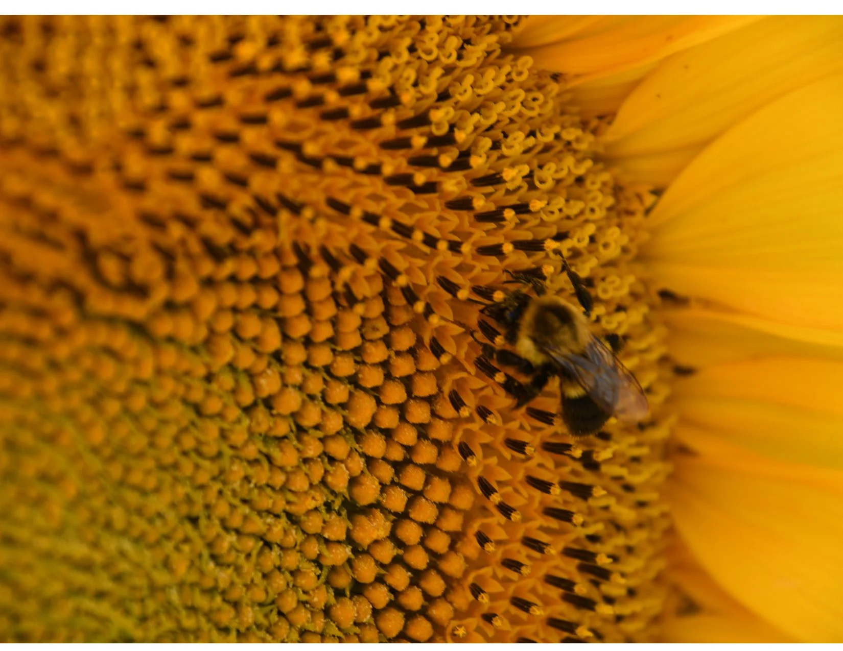 BeeOnSunflower_image.jpg