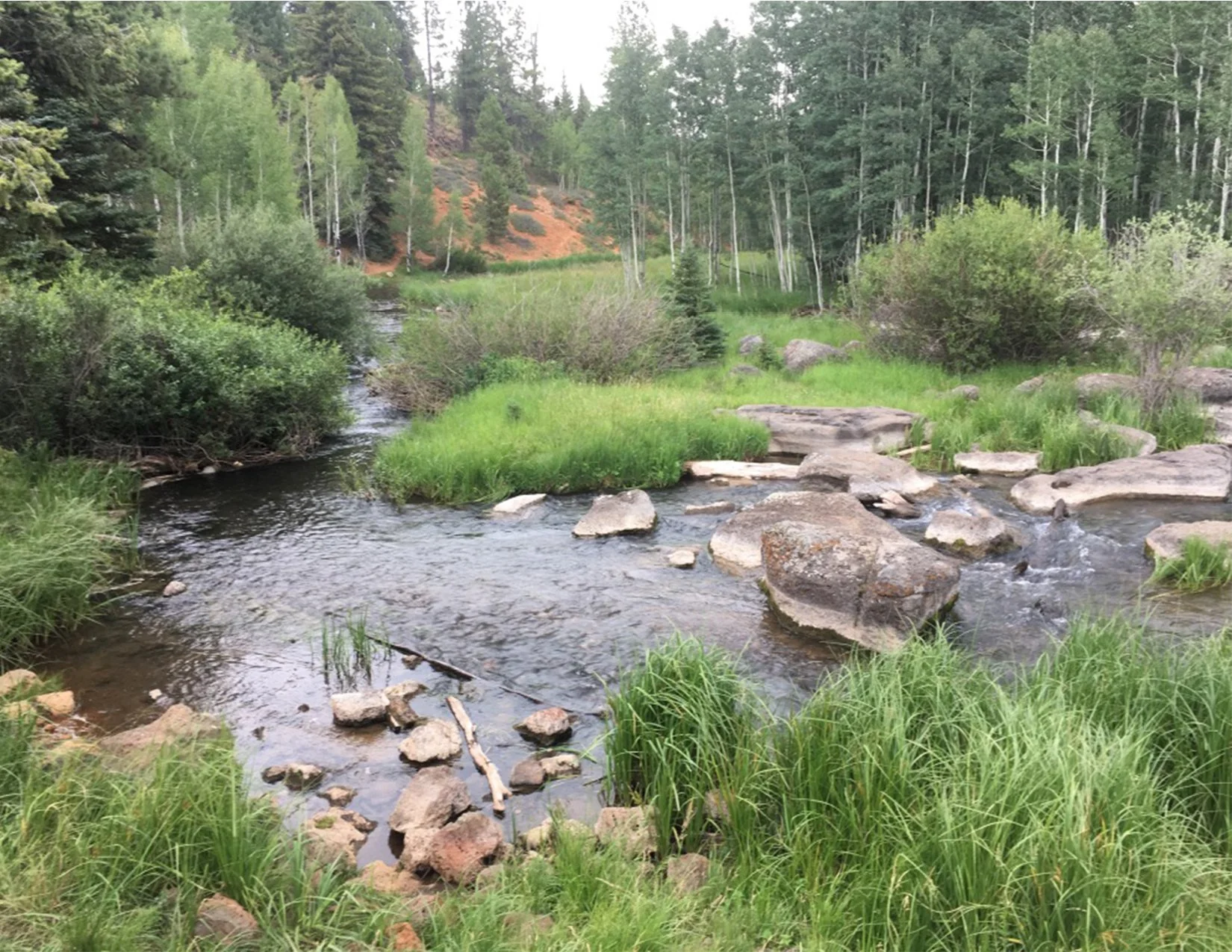 BrookInWoods_image.jpg