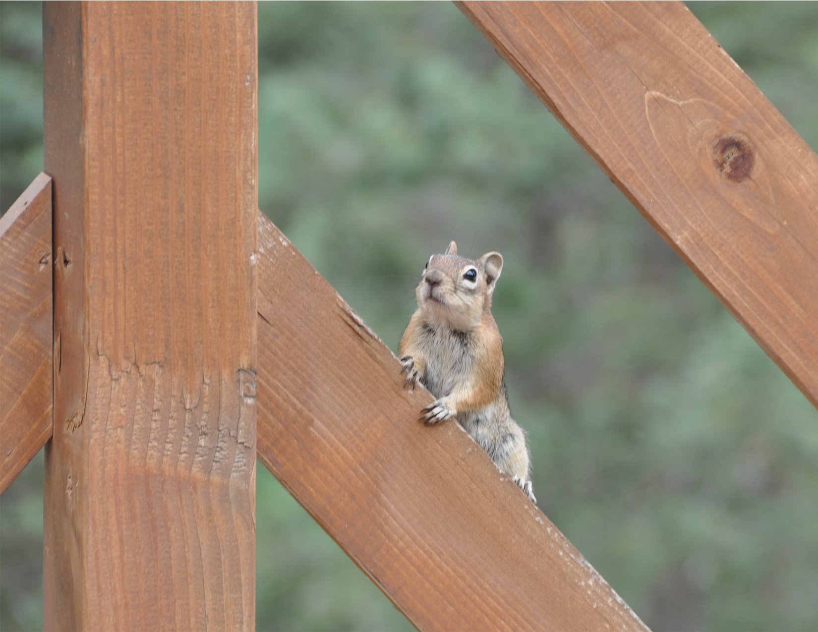 Chipmunk_image.jpg
