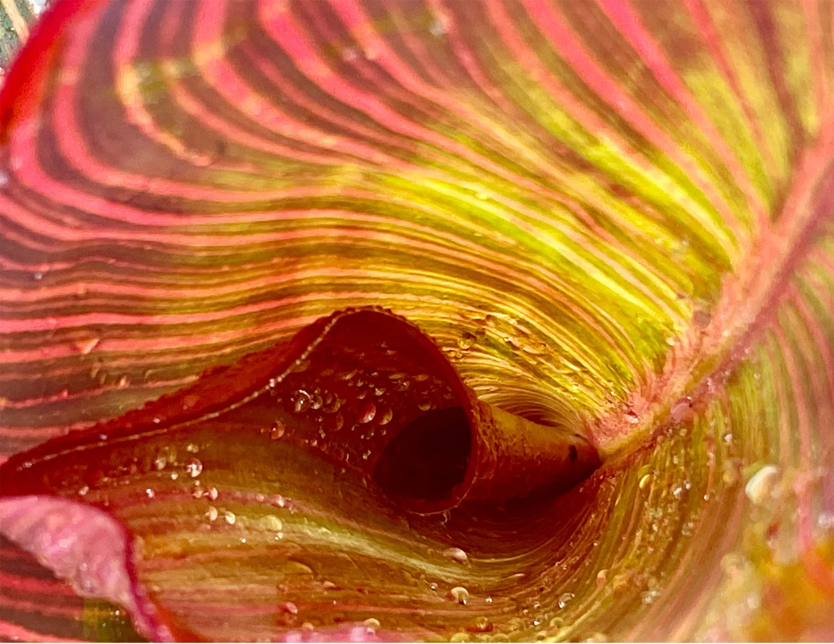 ElephantPlantMagnified_image.jpg