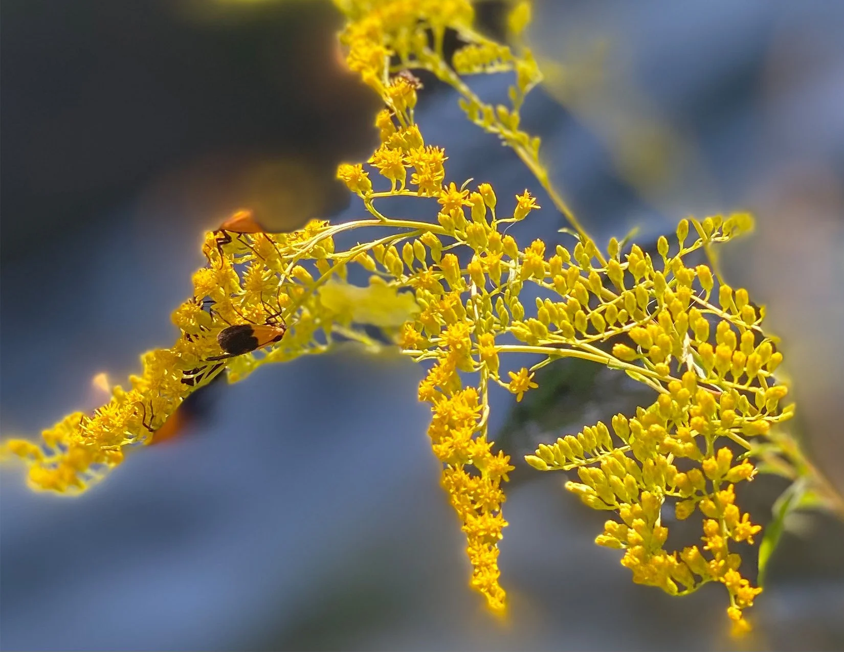 Forsythia_image.jpg