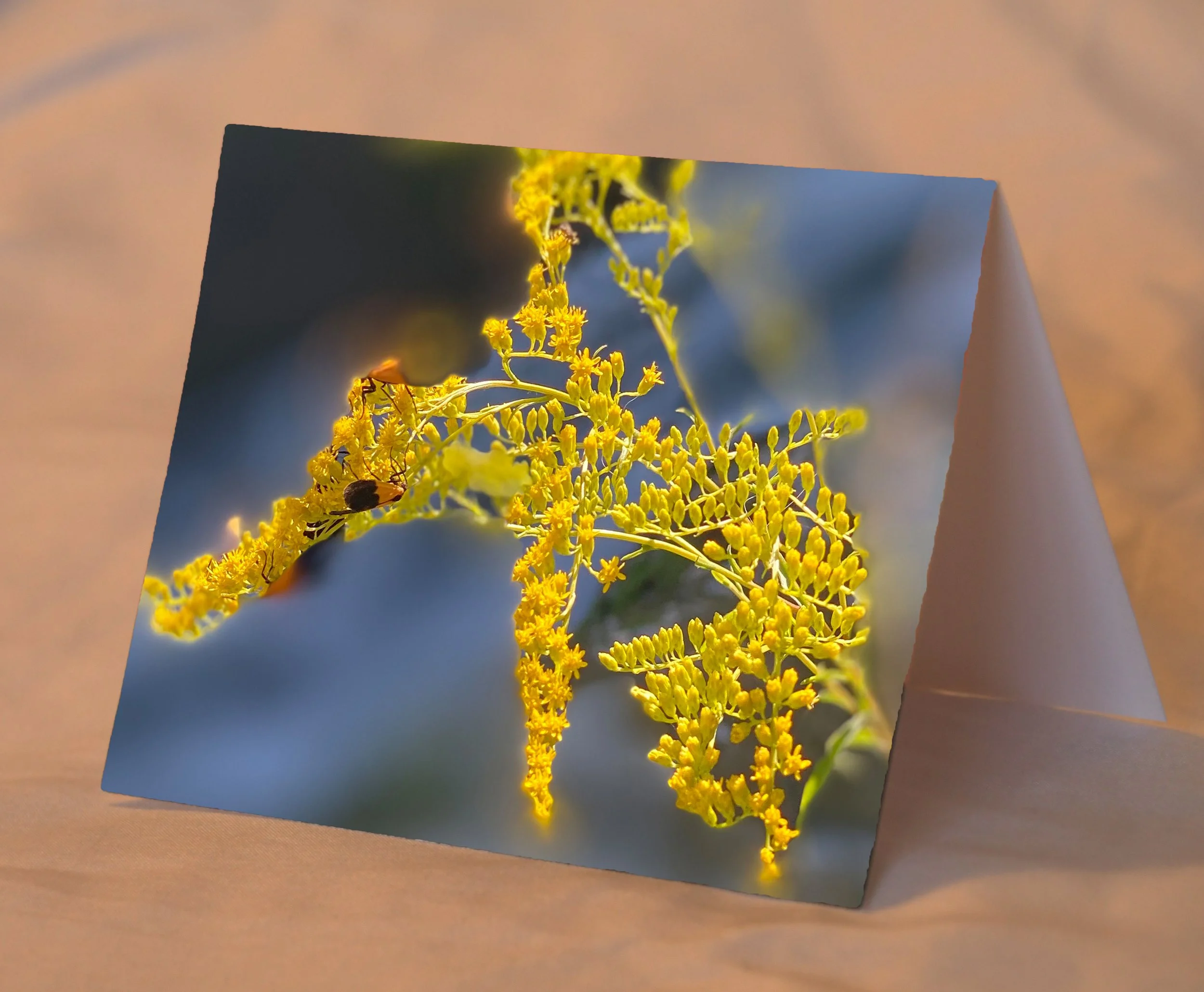 Forsythia_placed.jpg