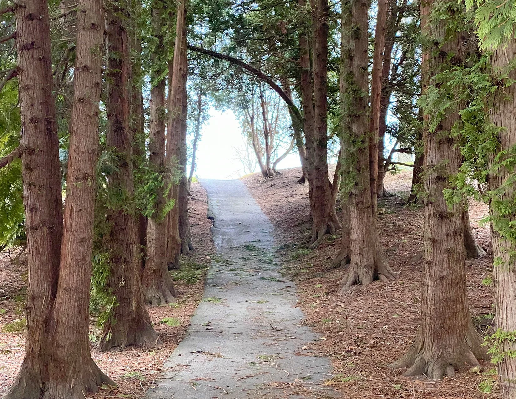PathBetweenTrees_image.jpg
