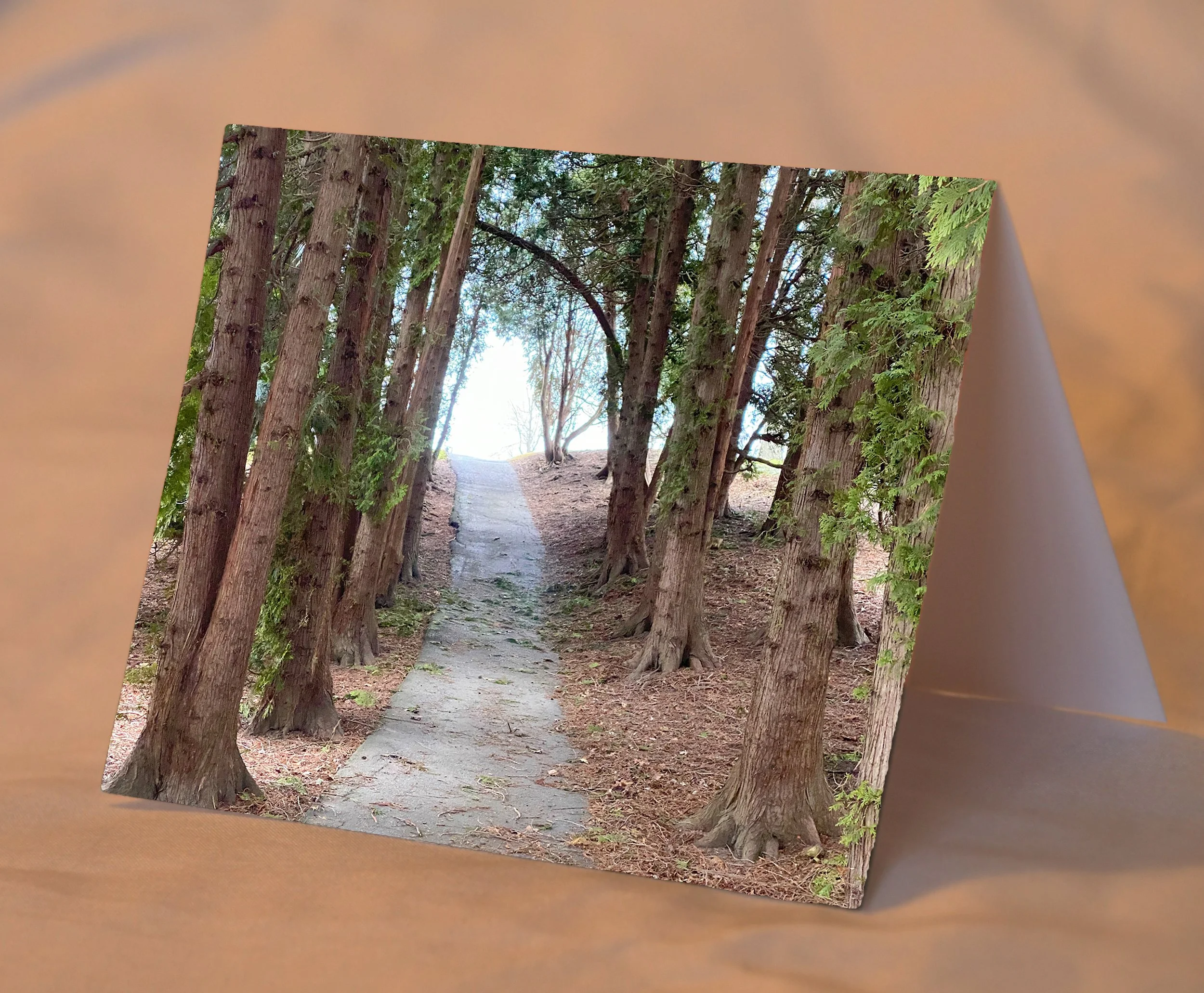 PathBetweenTrees_placed.jpg