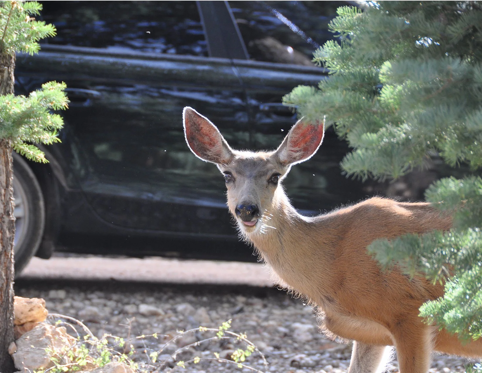 PeekingDeer_image.jpg