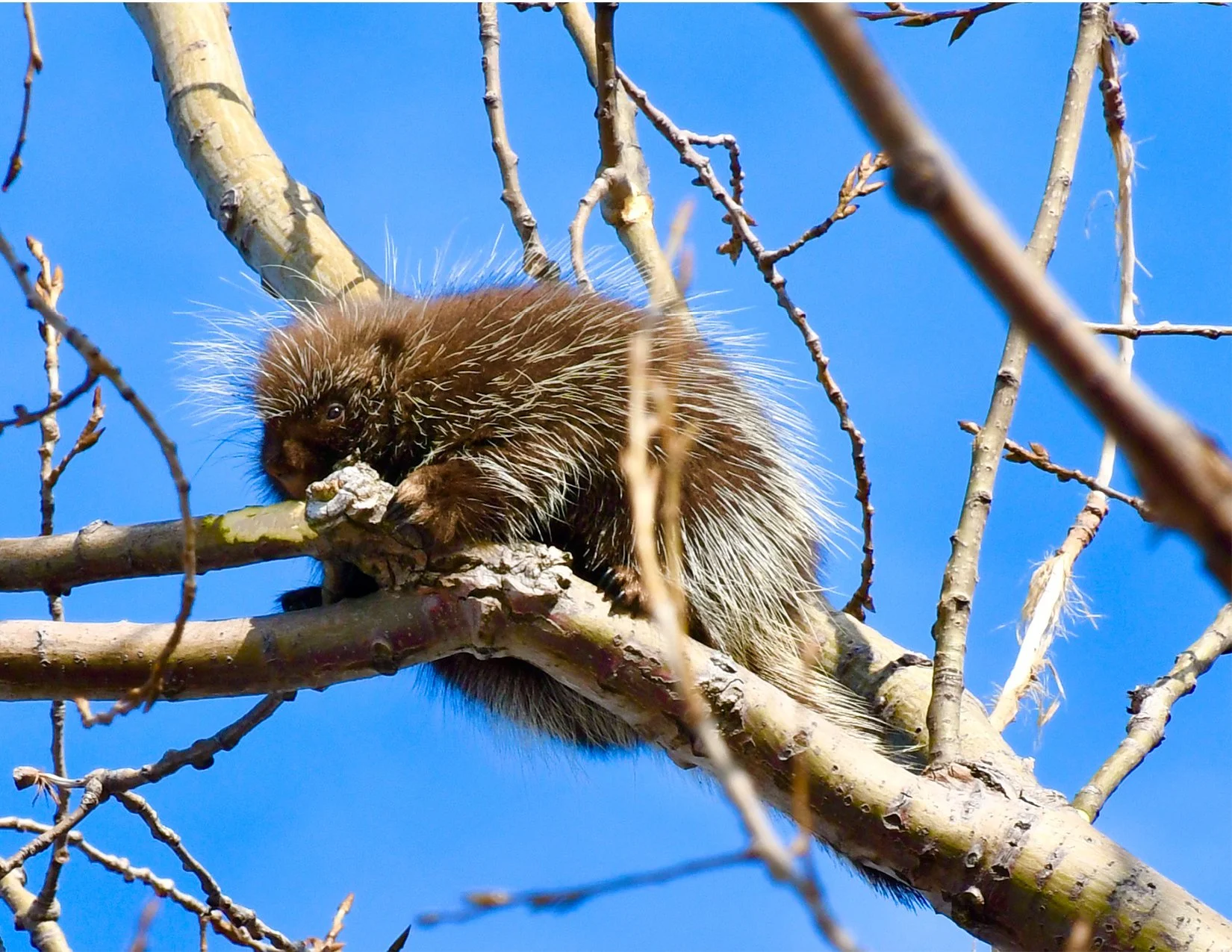 PorcupineInTree_image.jpg