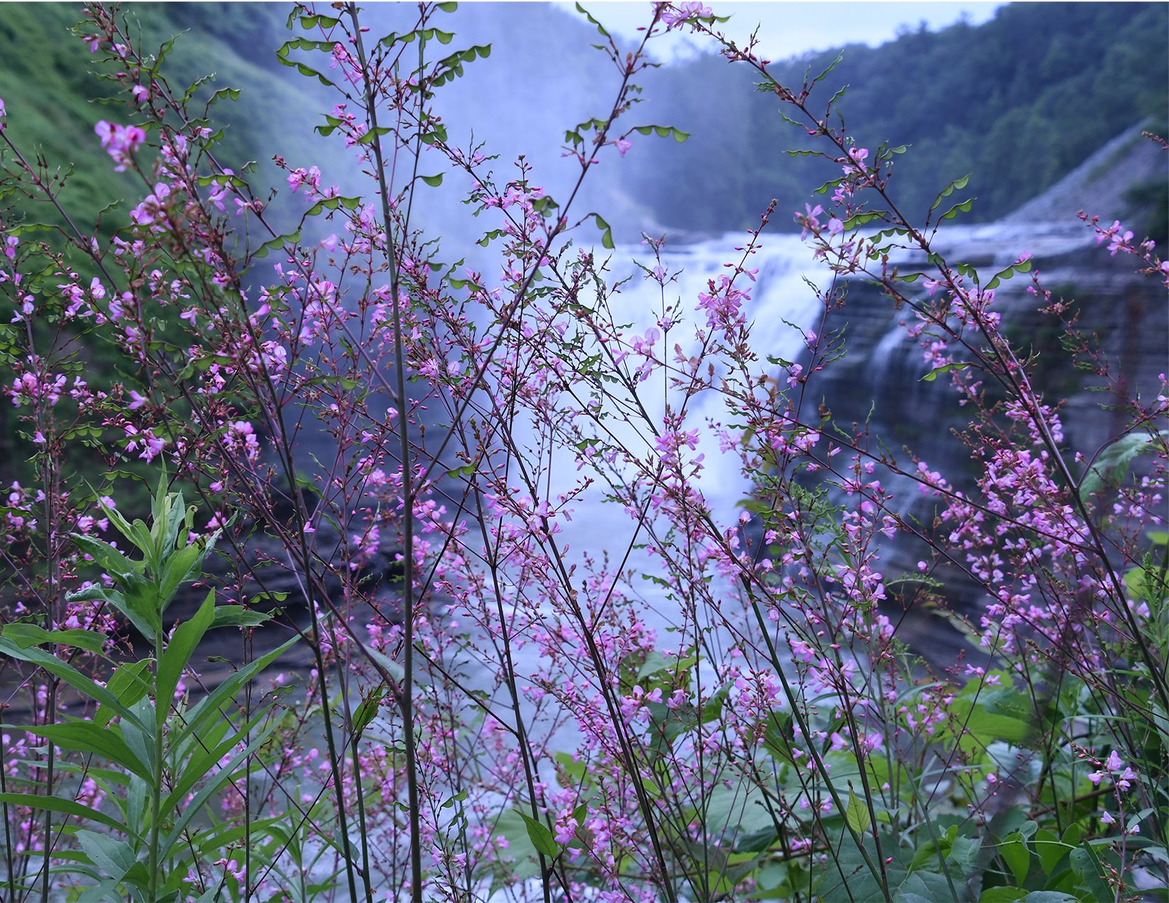 PurpleFlowersAtWaterfalls_image.jpg