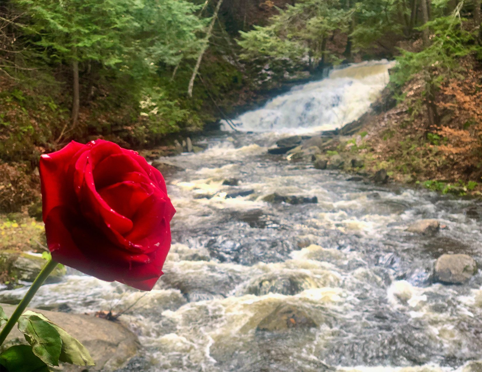 RoseOnRagingWaters_image.jpg