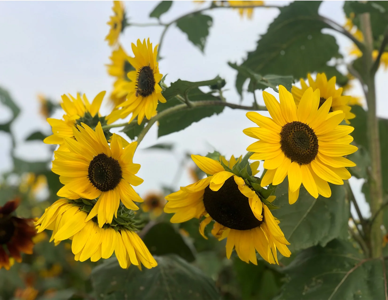 Sunflowers_image.jpg