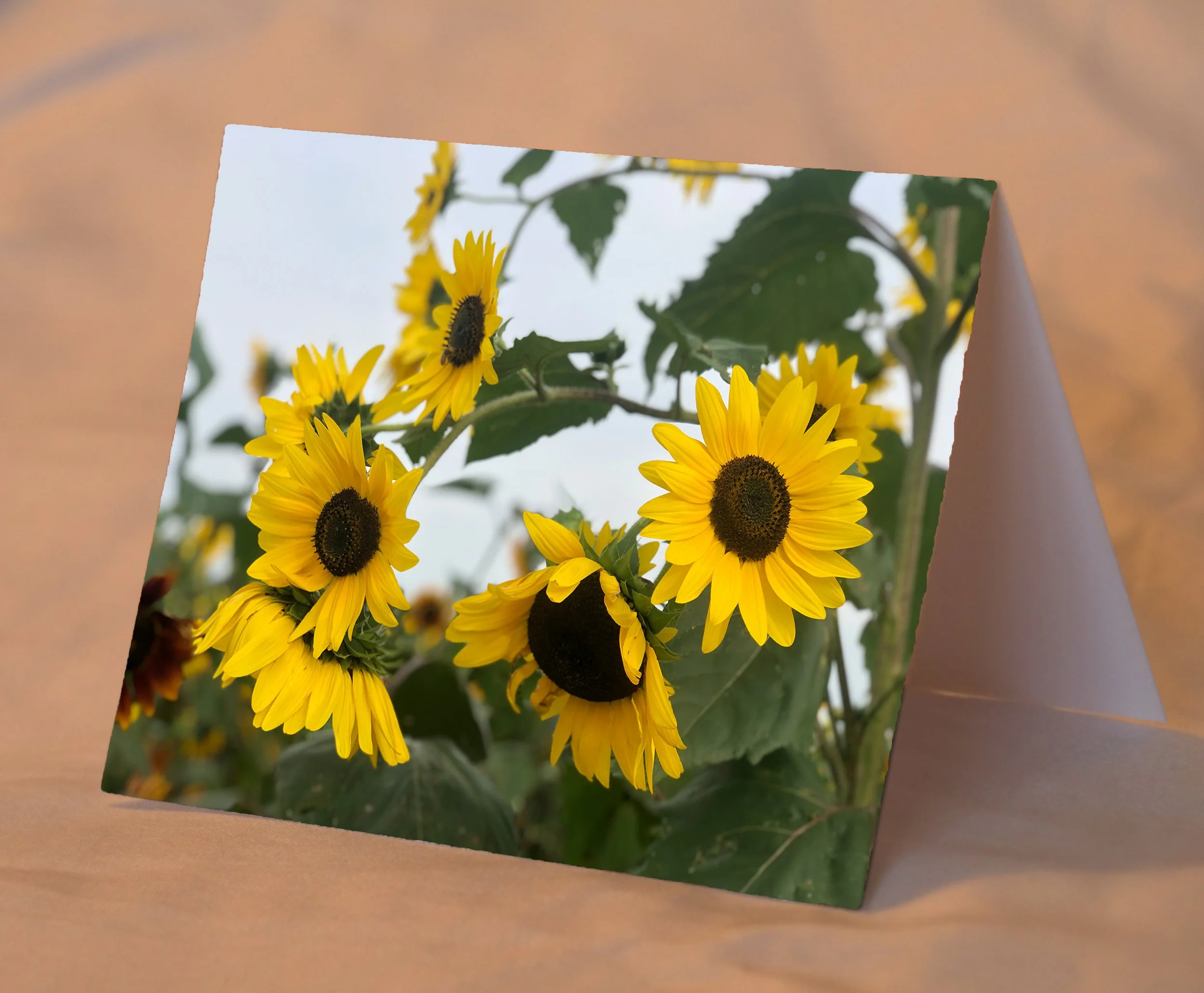 Sunflowers_placed.jpg