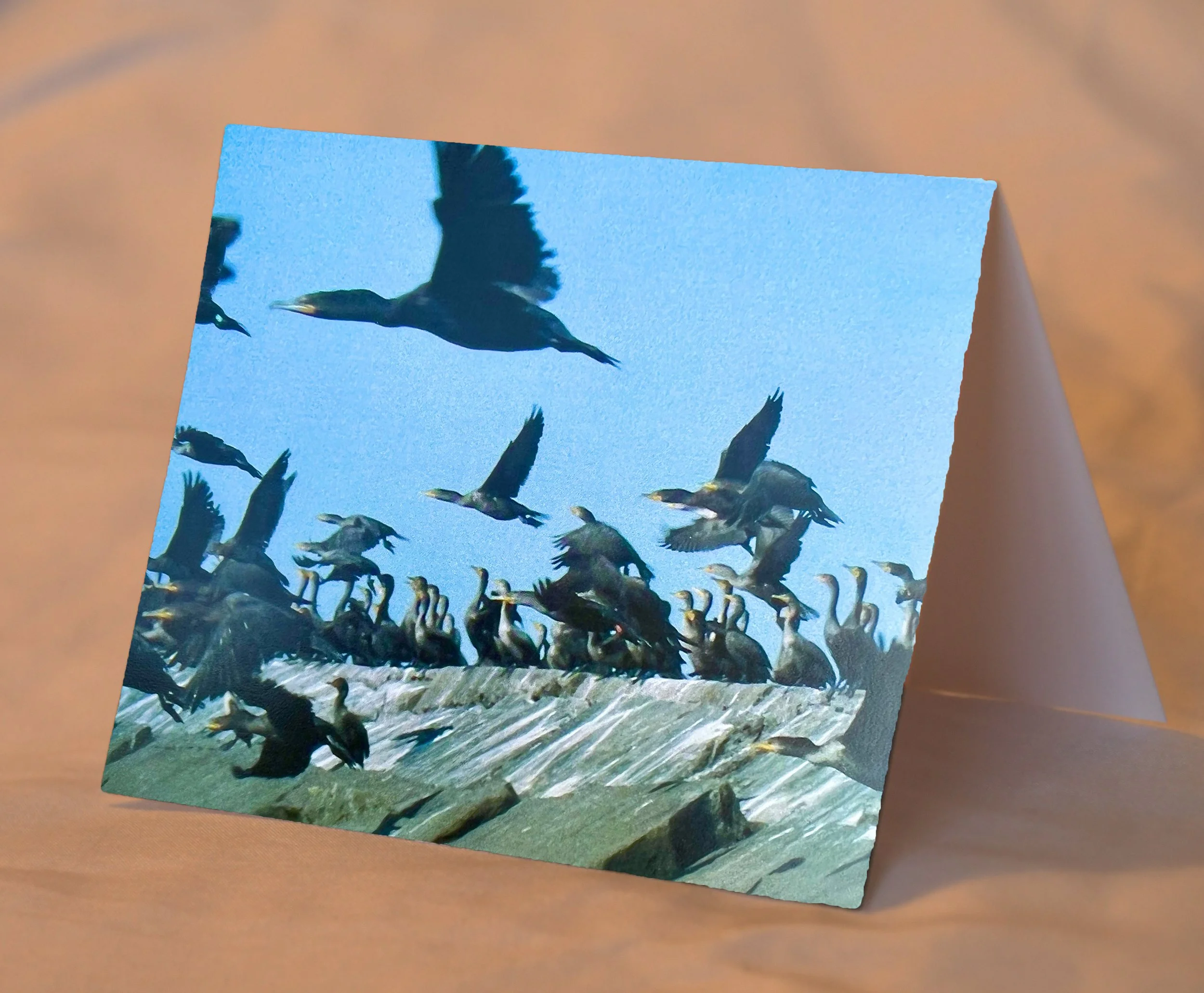BirdsInFlight_placed.jpg