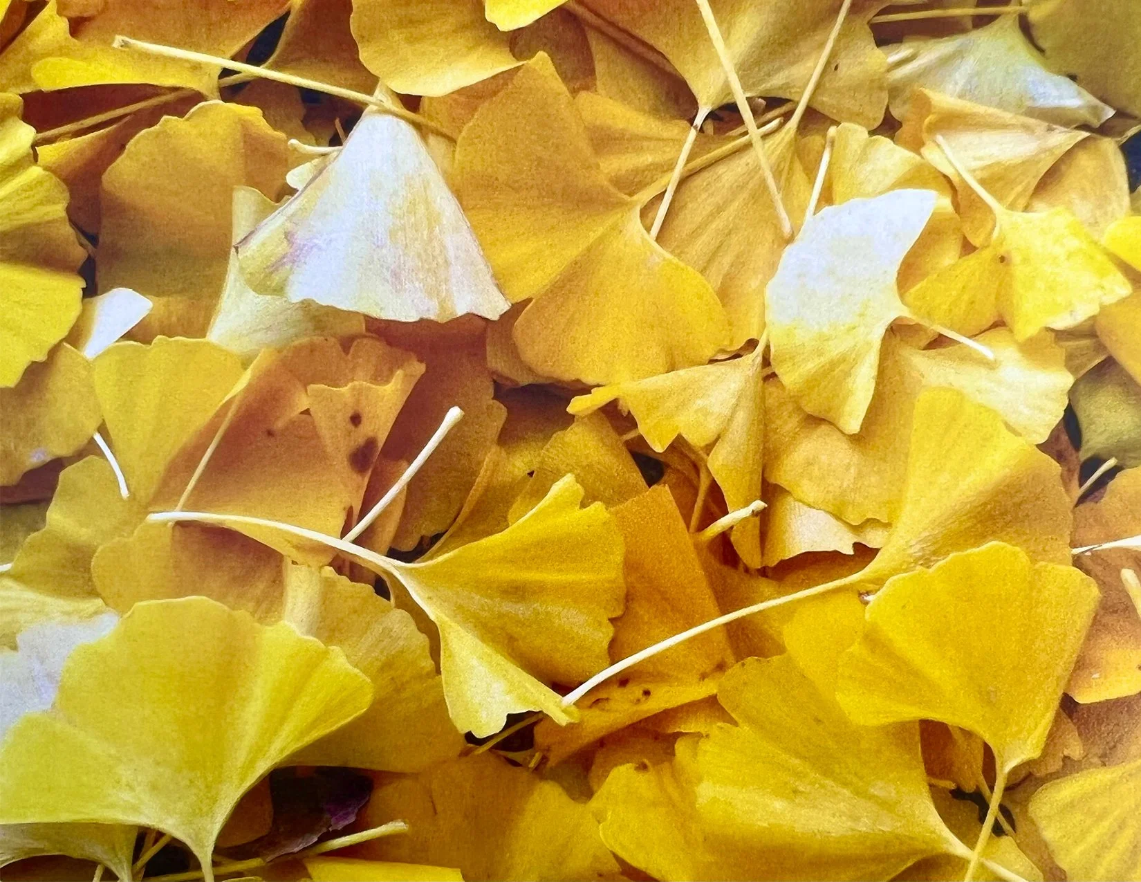 GoldenLeaves_image.jpg
