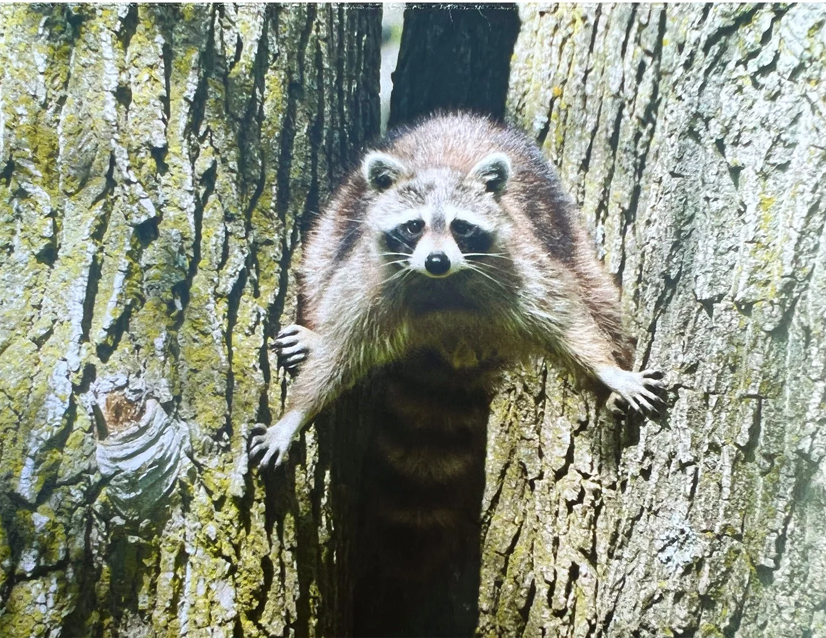 Raccoon_image.jpg