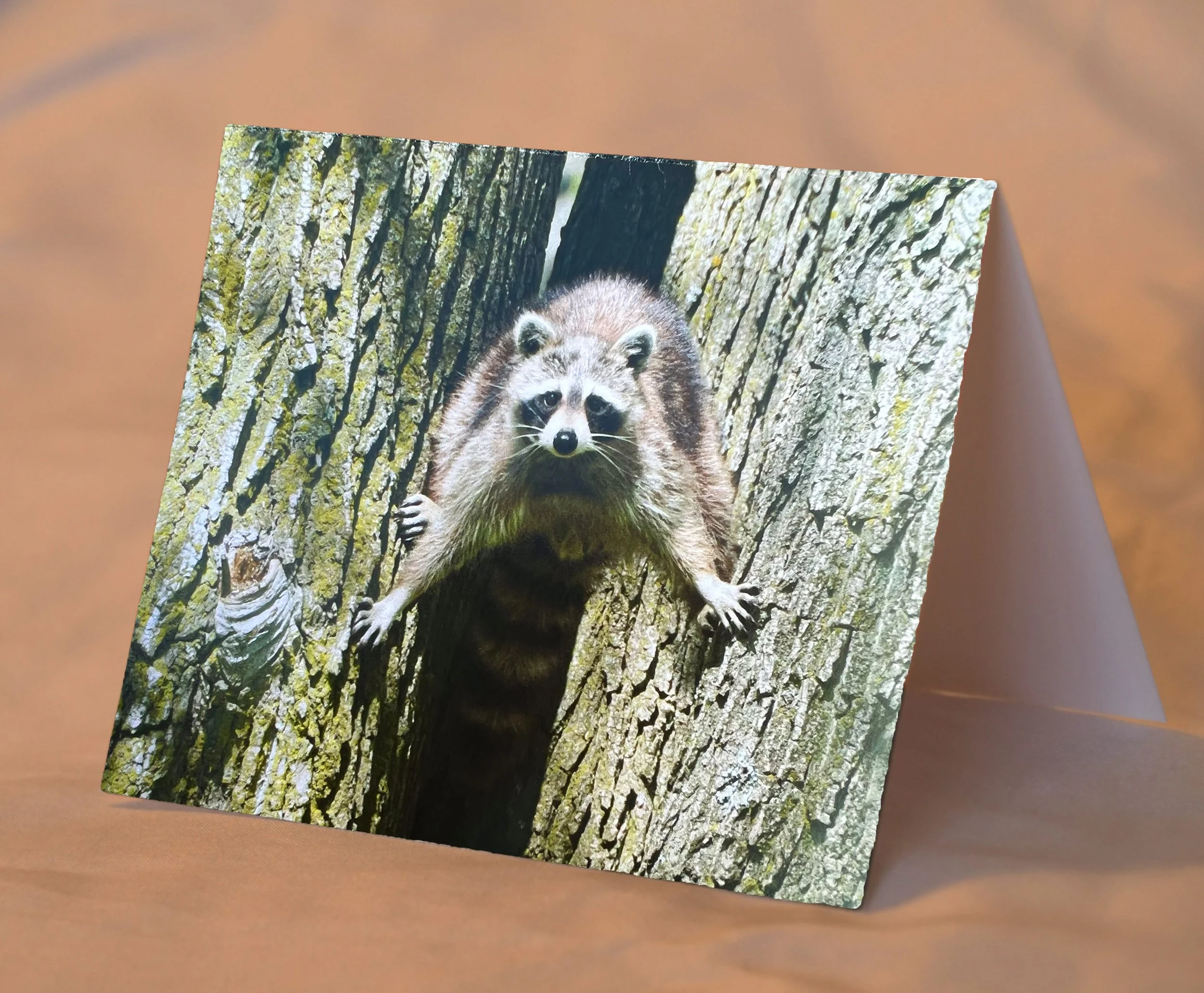 Raccoon_placed.jpg