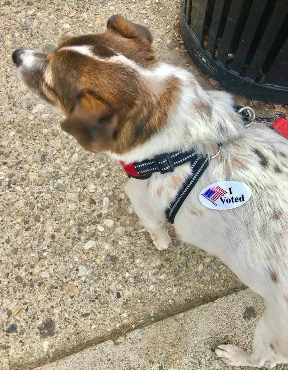 Red Jacket Red.
Dasher is doing his civic duty and voting for Jack to save the day in the Garden State. Get out there and help him turn New Jersey Red Jacket Red!
👍&hearts;️⭐️🇺🇸🐶🐾
@jack4nj 
@redjacketresidential 
@littlefallsrepublicans 
@blaird