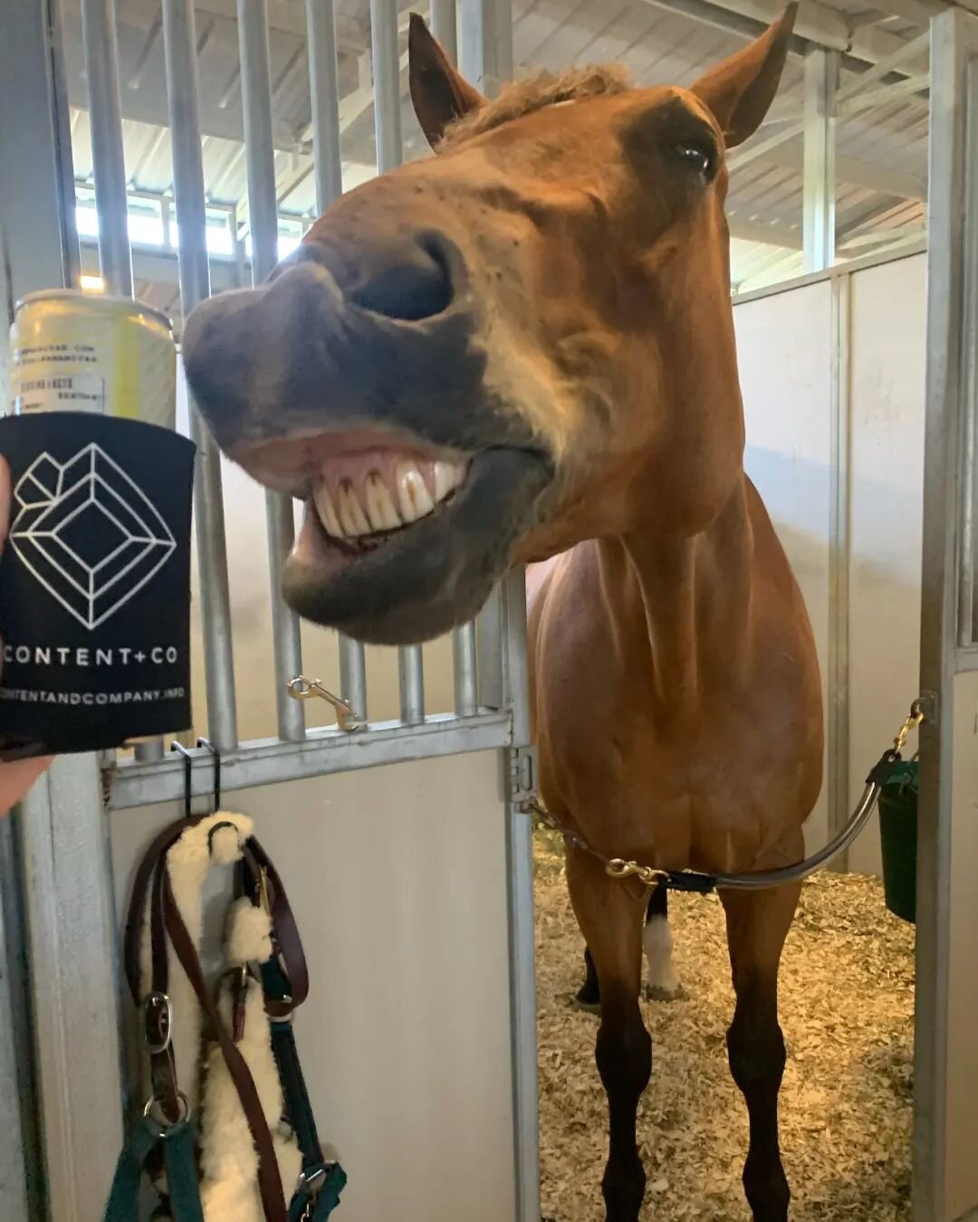 SAY CHEESE! 😁 Content + Co koozies are repping all over this summer. Thanks @lilmisselizabeth for this epic snap! 🐴 Share your Content + Co koozies photo with #contentkoozielove for a chance to be featured in our Stories. 📸