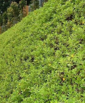 Deltalok+System+-+Green+Wall.jpg