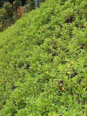 Deltalok+System+-+Green+Wall.jpg