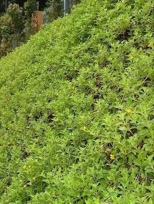 Deltalok+System+-+Green+Wall.jpg