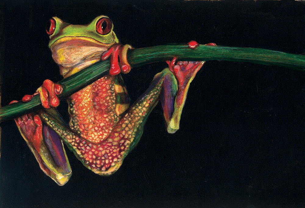 TreeFrog-Illustration.gif
