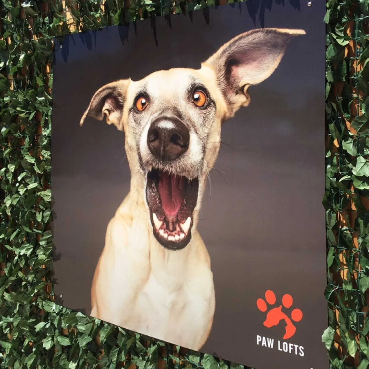 Pawlofts_Fence.jpg