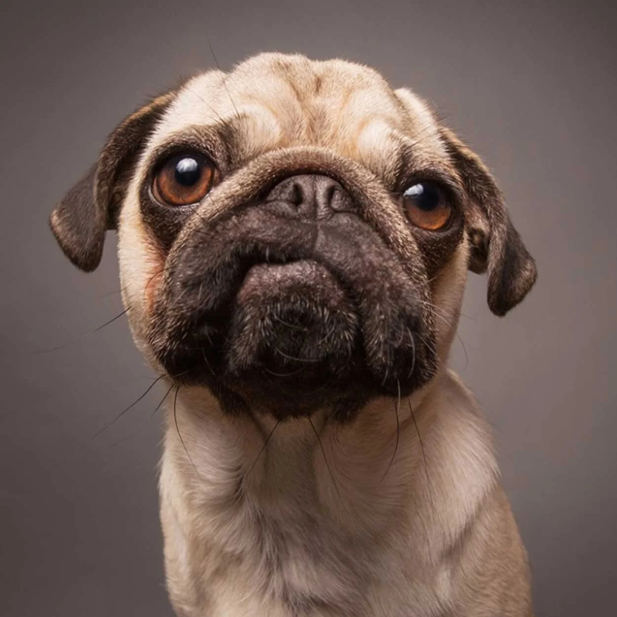 Pawlofts_puppy.jpg