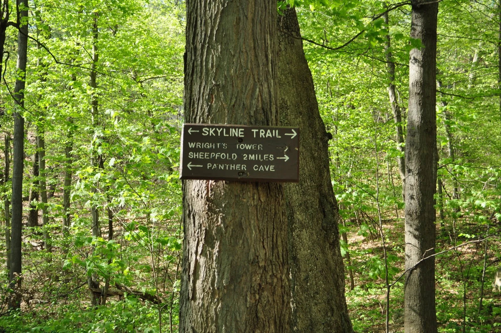 DSC_1164.jpeg