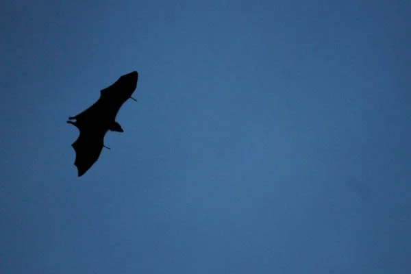 Case Study: Swift Resolution of a Wildlife Challenge for a National Retailer