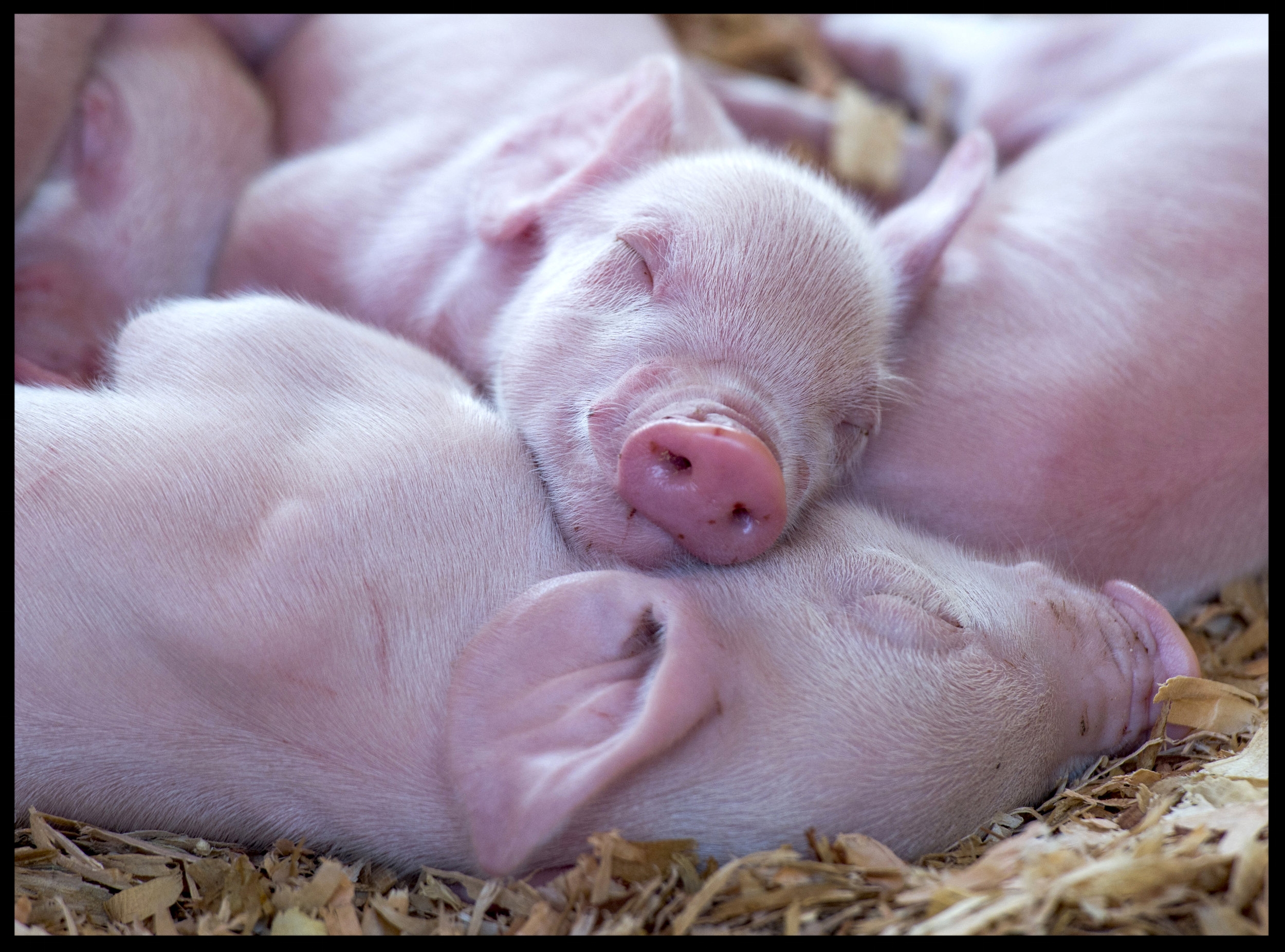 One of the Yorkshire piglets born on Wednesday, July 13, 2016 looks content to sleep at the Orange County Fair's Centennial Farm. 
