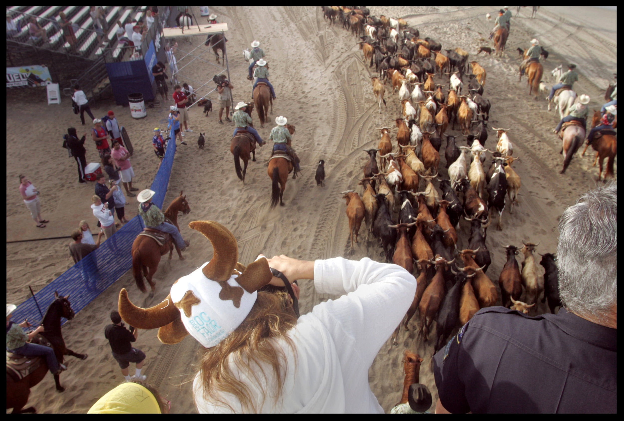 Cattle are herded south of the Huntington Beach pier to promote the Orange County Fair in 2007.