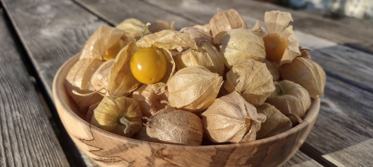 ground cherry.jpeg