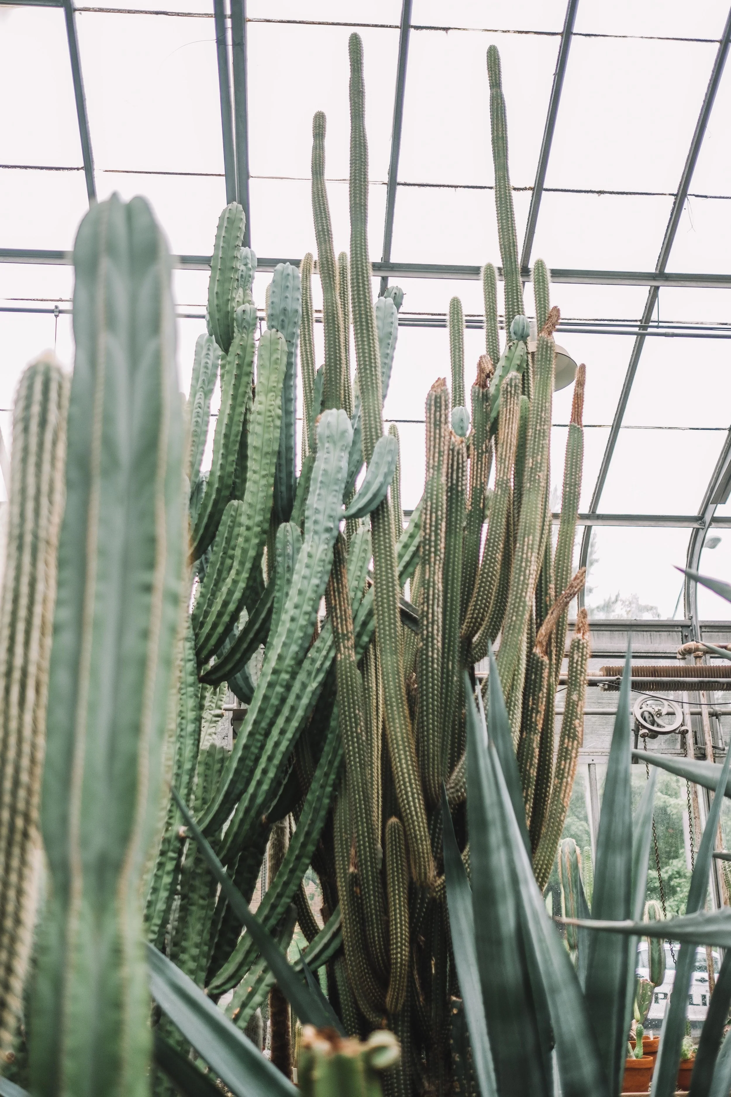 MaddyCorbinGreenhouseCactus.jpg
