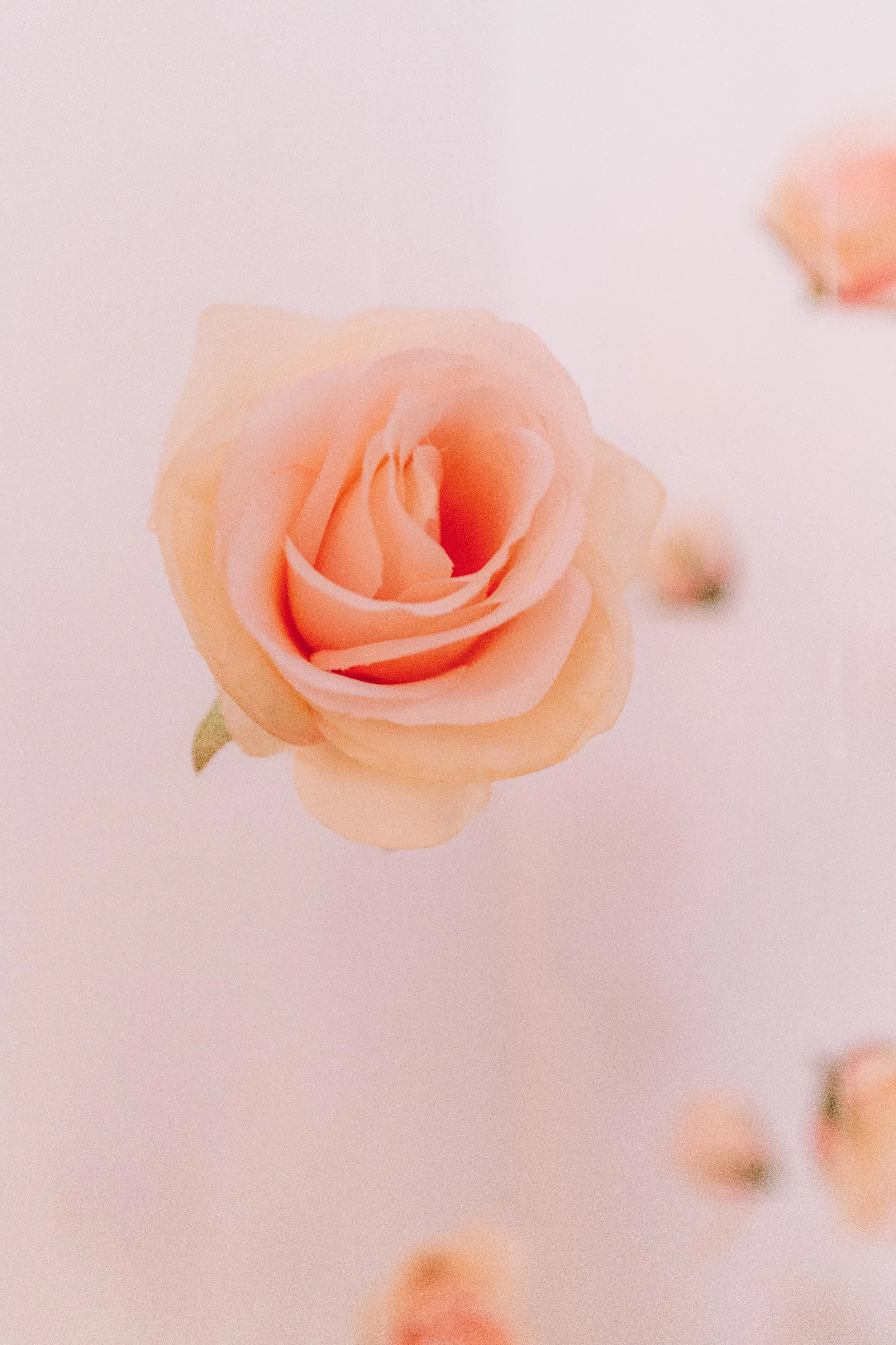 MaddyCorbinPinkRoseFloatConair.jpg