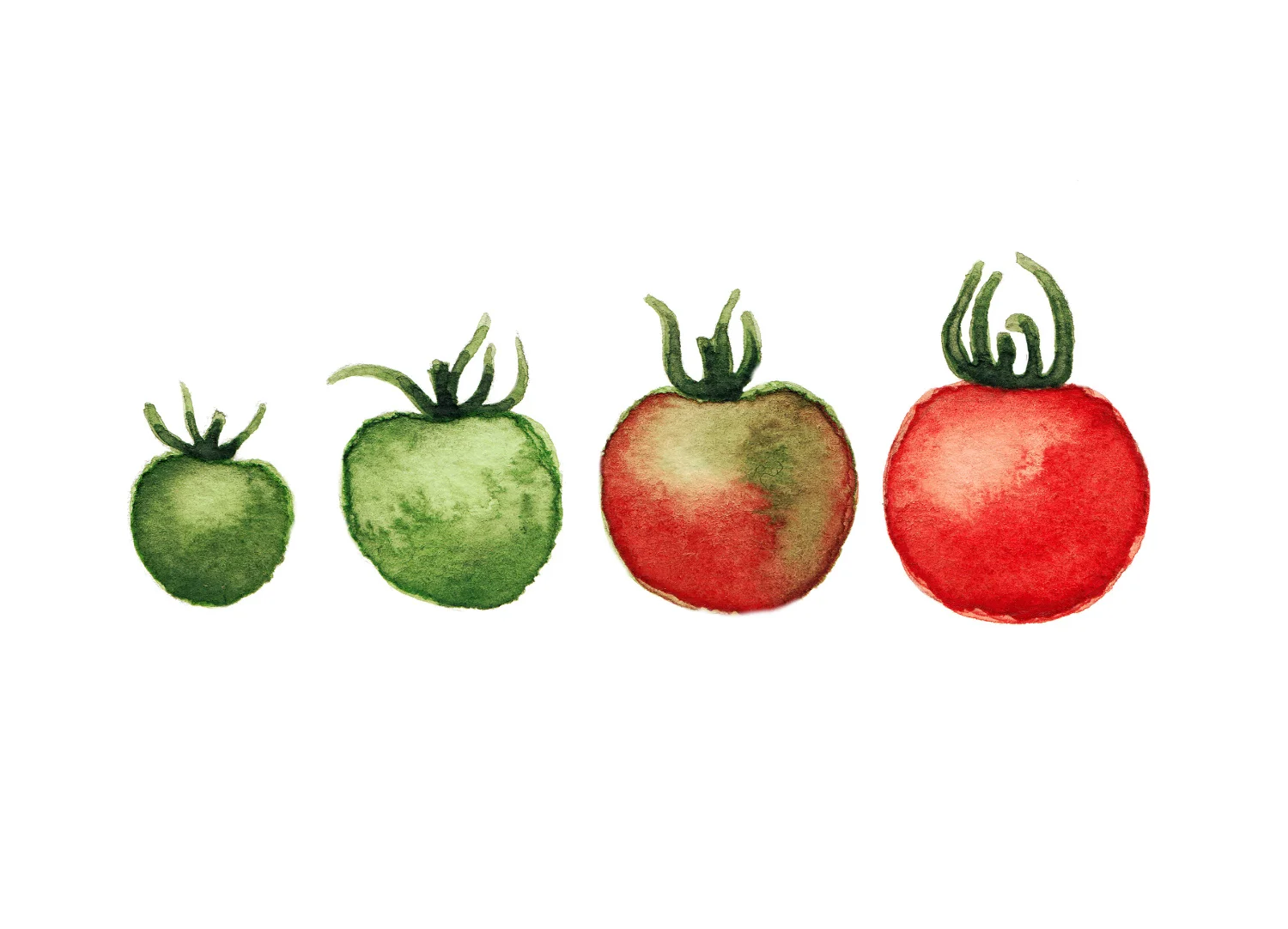Tomatoes.jpg