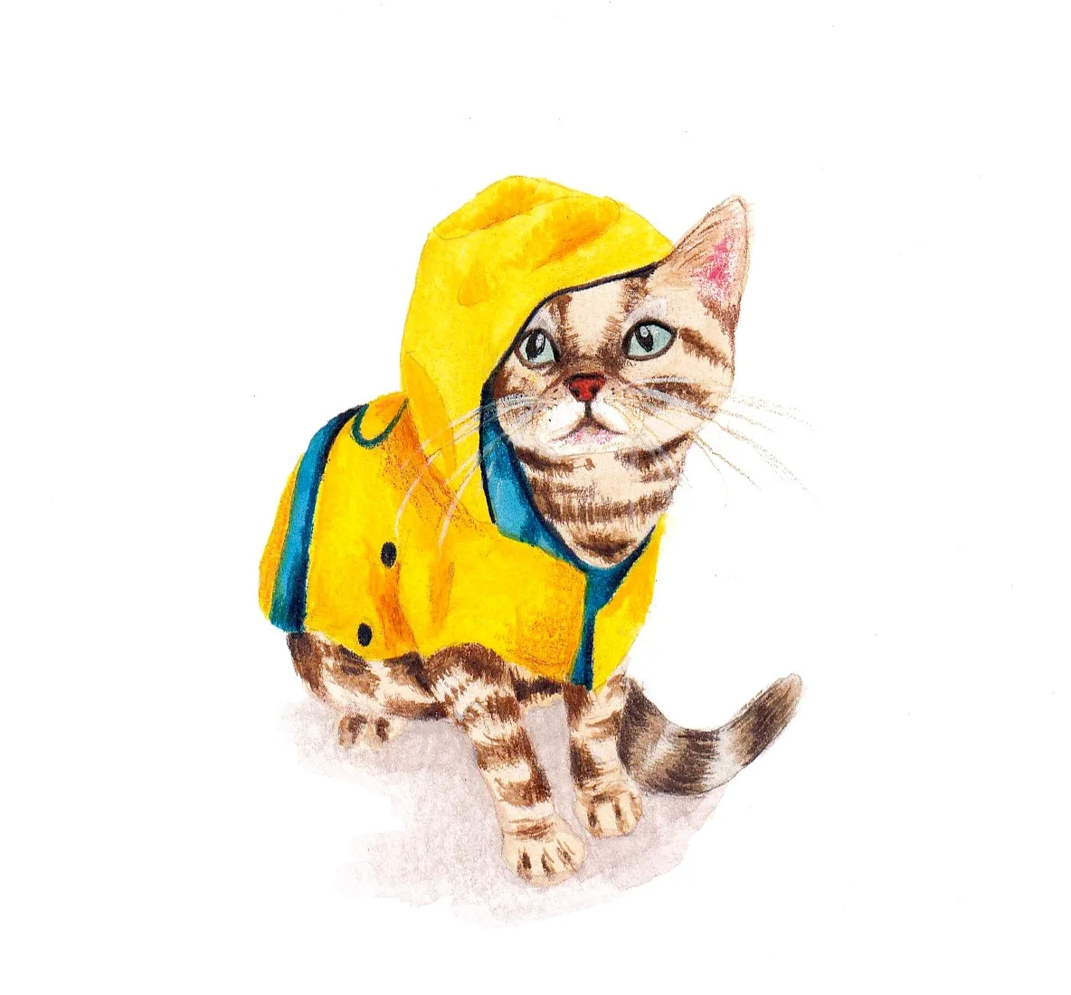yuma_cat_blog.jpg
