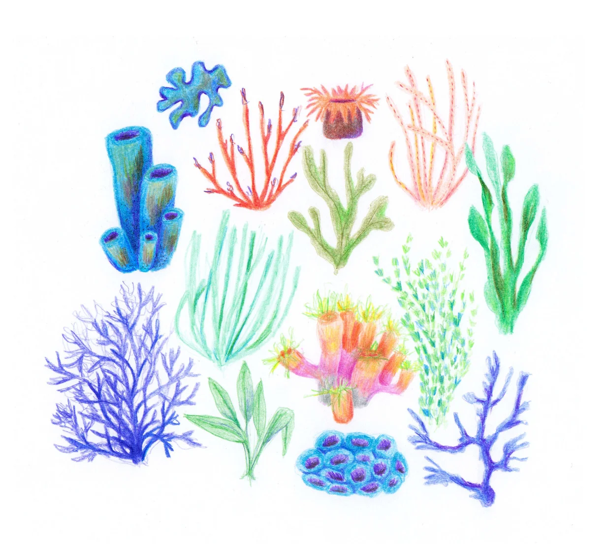 corals_blog.jpg