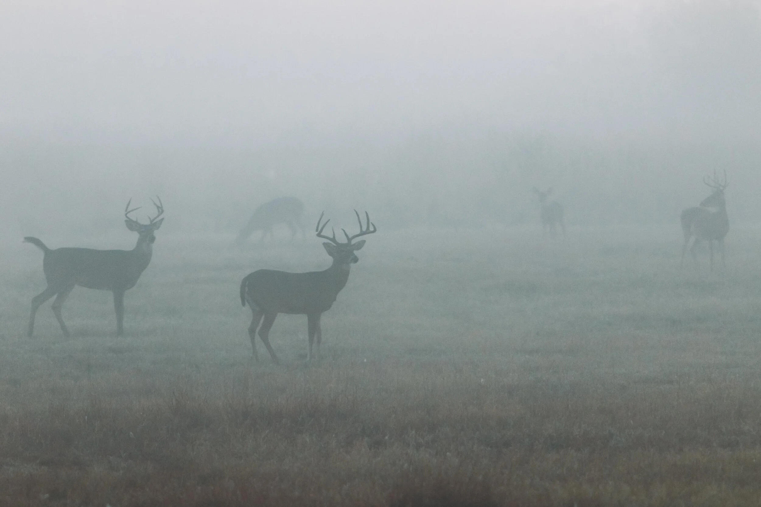 Planning a Visit — Hebbronville Deer Hunting