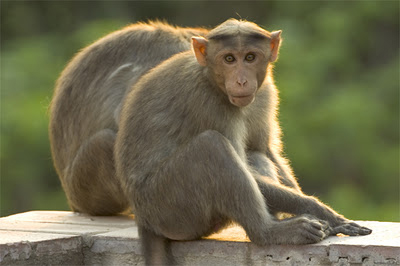 Macaca radiata, c ourtesy https://birdsphotos.wordpress.com/animals/mammal/