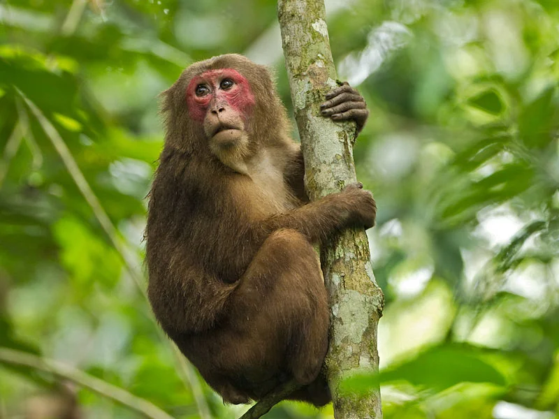 Macaca arctoides , courtesy http://www.nzmc.org/ztg/491