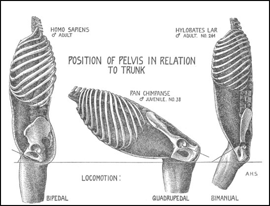 Figure 14 from Adolph Schultz's 1930 Human Biology paper.