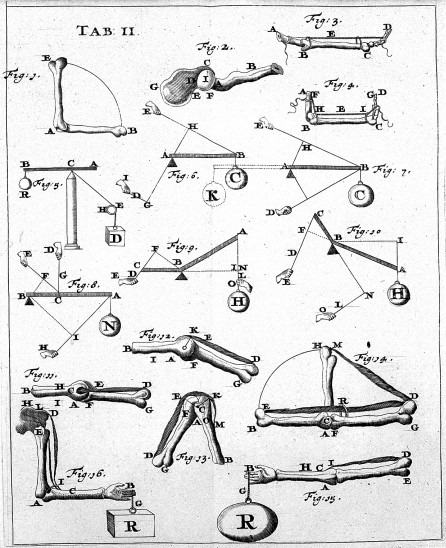 An early treatise on biomechanics. Giovanni Alfonso Borelli, 1680. De Motu Animalium.