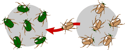 Perhaps you’ve seen this image. Gene flow at its simplest - the brown beetle will mate with a green beetle, introducing new variation to the green beetle population. Beetles for everyone! (but maybe not in your soup pot) From evolution.berkeley.edu.