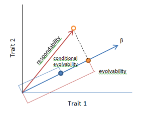 Measures of evolvability as vectors between two quantitative traits in response to directional selection (β) on those two traits. Adapted from Hansen and Houle (2008).