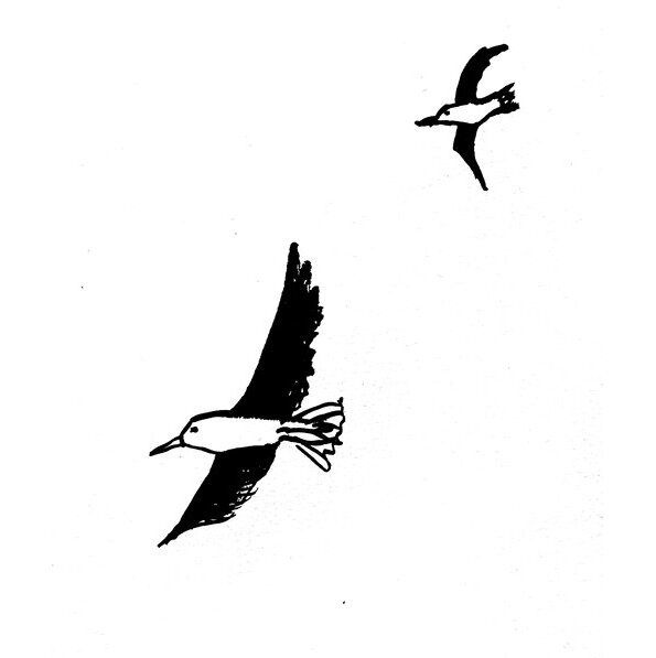 gulls2.jpg