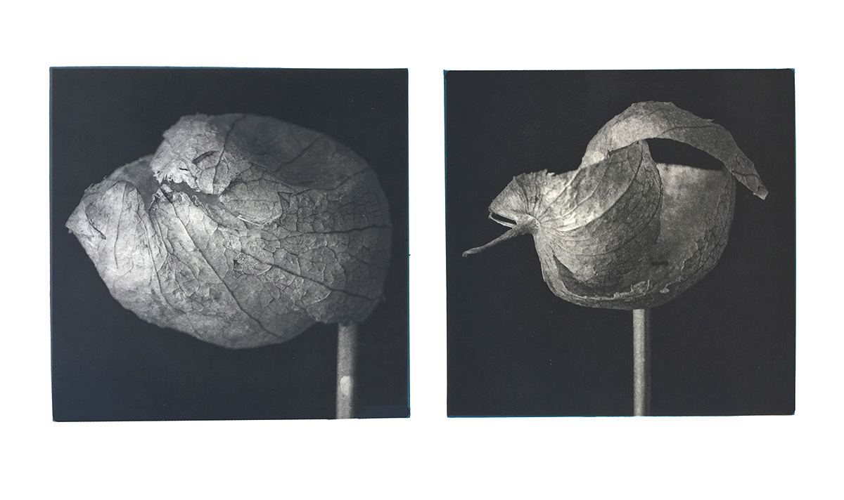Robert Brown Podcut photogravure 22 30 inches RBR 003G.jpg