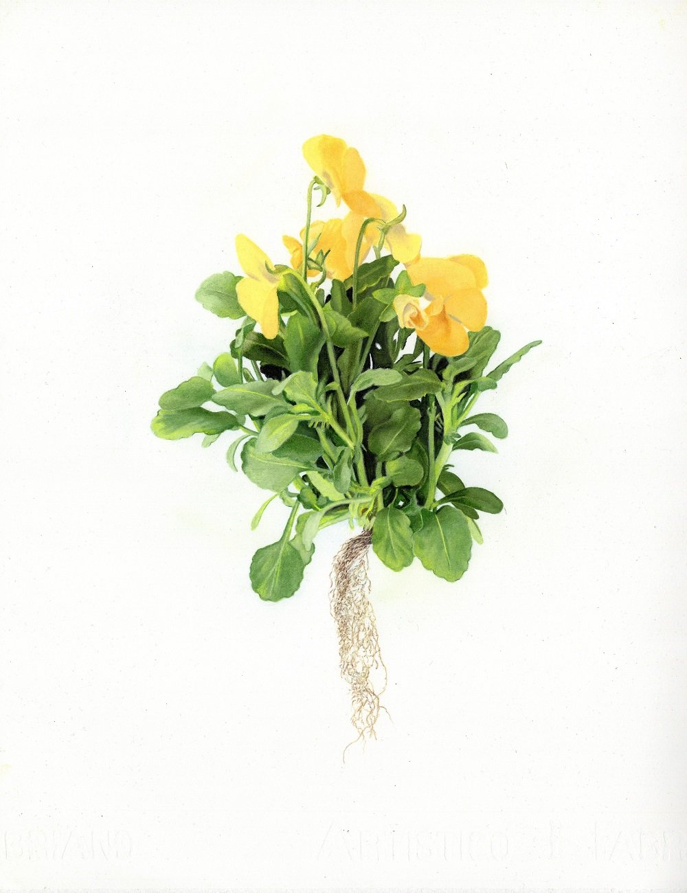 Carpenter2.Yellow Pansies.JPG