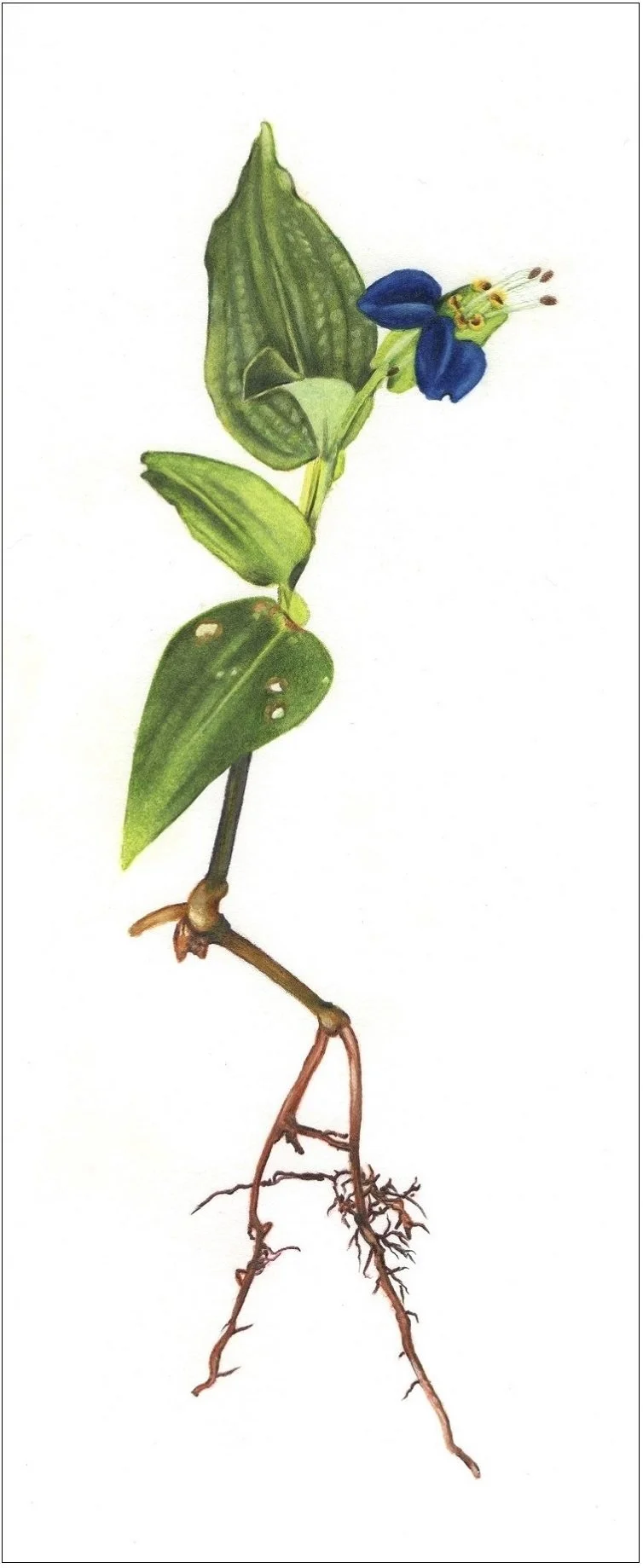 Carpenter4.Midsummer Blue .jpg