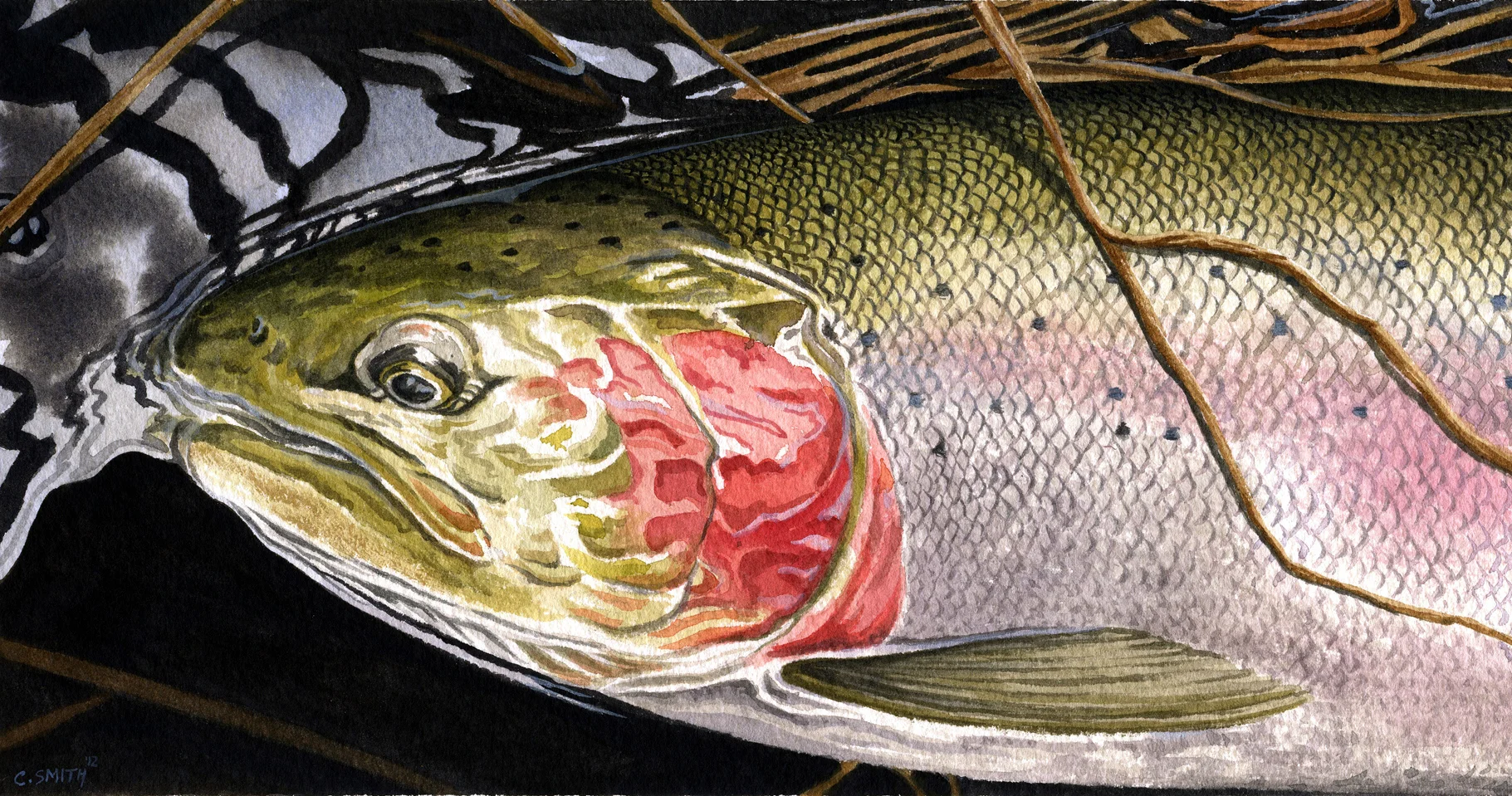 SteelheadStudy.JPG